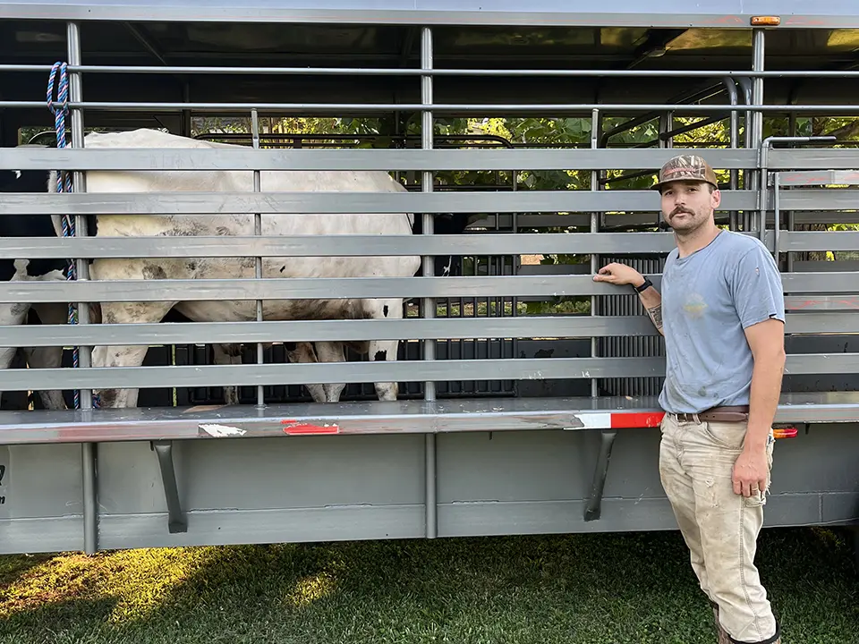 A man stands beside a livestock trailer containing a cow.